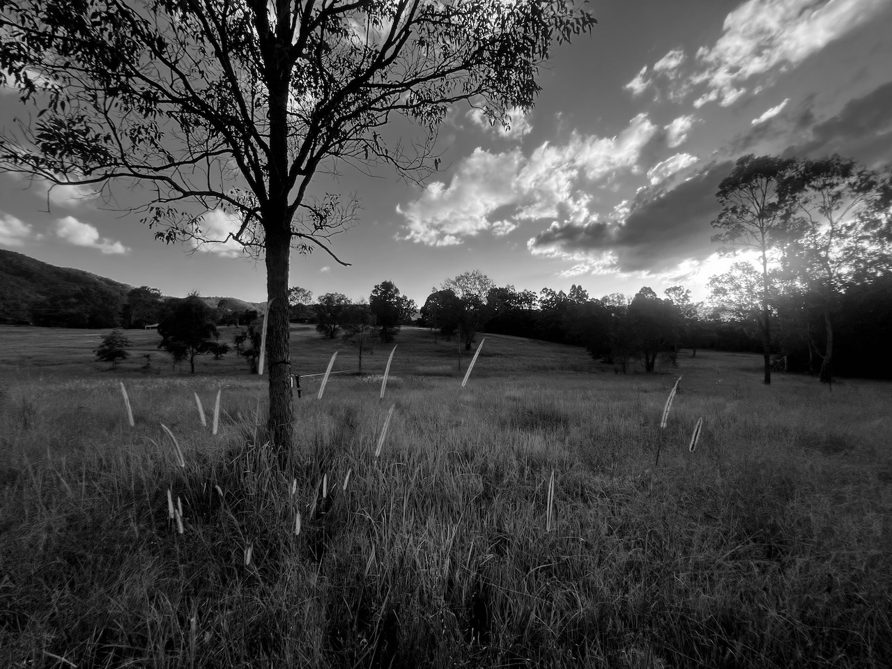 Black and white image of bush with grass heads in the foreground.