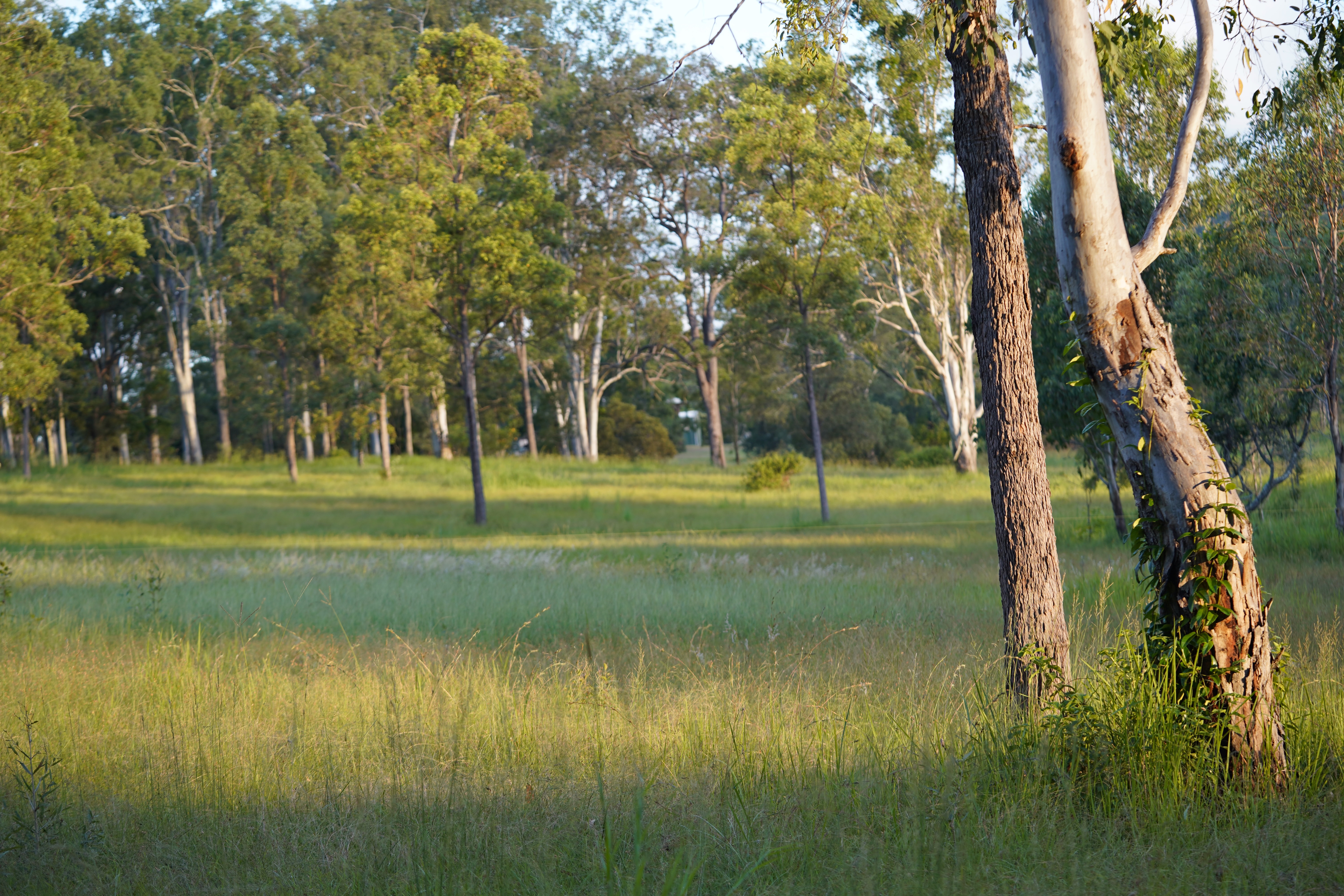 Eucalypt Trees set within grassy woodland