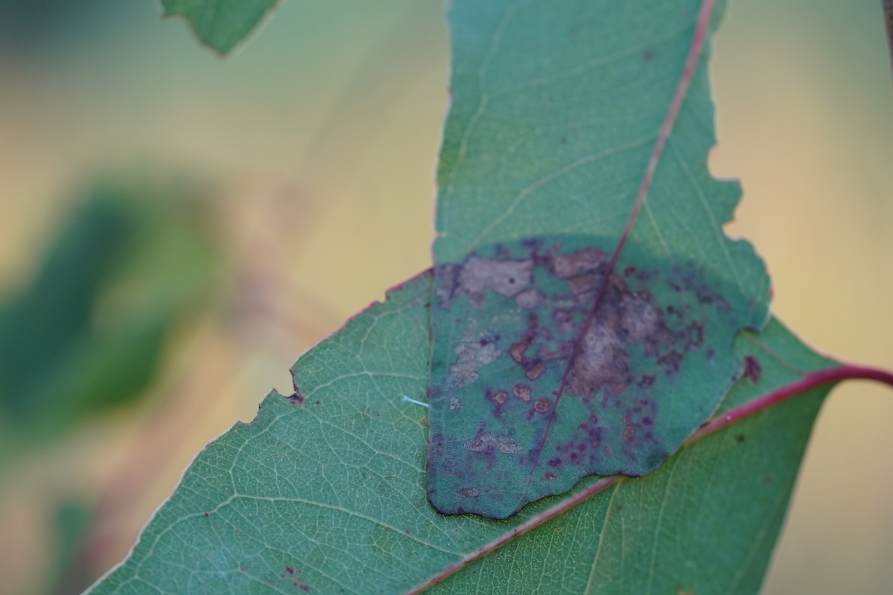 Overlapping eucalypt leaves