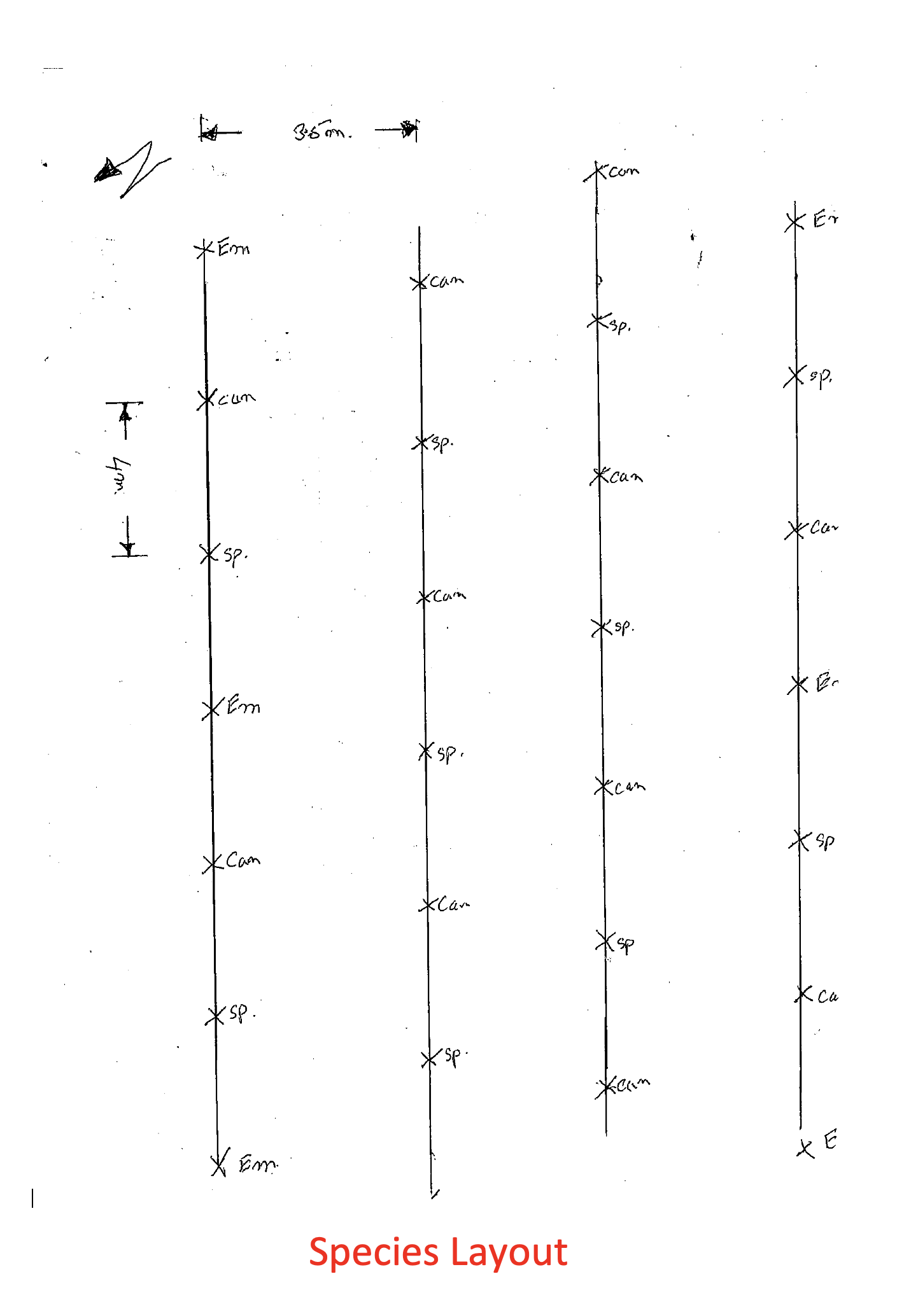 Tree planting plan for active regeneration area (Courtesy Marcus Yates)